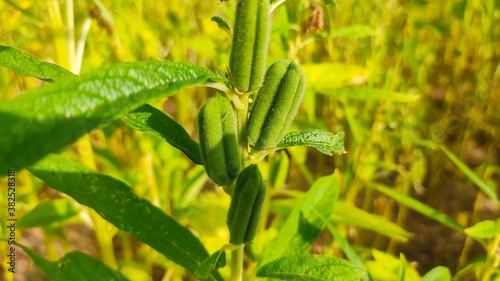 Green pods of sesame crop