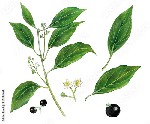 realistic botanic illustration of camphor tree (Cinnamomum camphora) with a branch with leaves, flowers and fruits