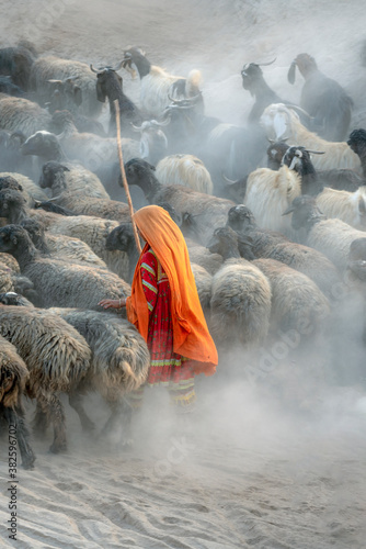 shepherdess with colourful dress with herd of sheep in dust , shepherds from Baluchistan