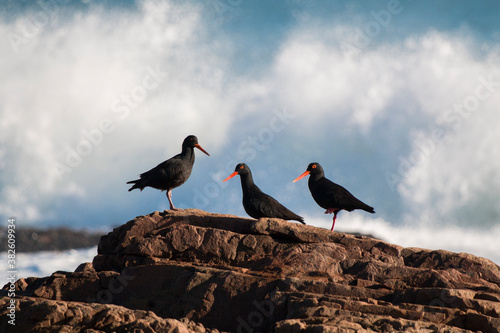 Three African oystercatcher (Haematopus moquini) birds standing on a rock with a wave breaking in the background