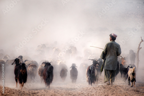 herder with herd of sheep , flock of sheep with shepherd in dust from Baluchistan