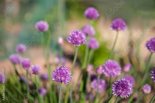 Pretty Chive Flowers Growing in a English Herb Garden 