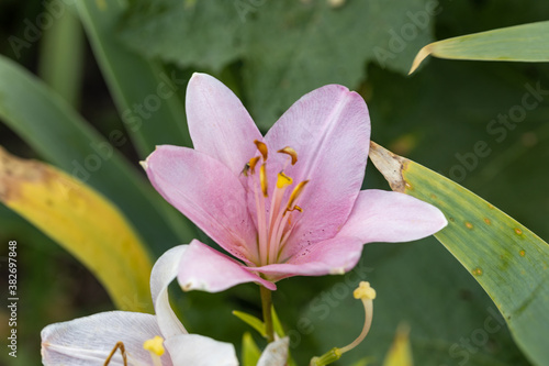 Pink lily flower. Detailed macro view. Flower on a natural background, soft sunlight.