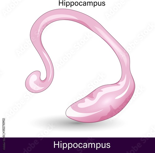 Structure of the Hippocampus. anatomy of the hippocampus of the brain.