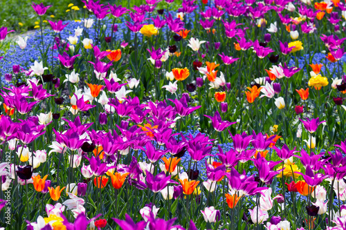 Colorful tulips flowers blooming in a garden