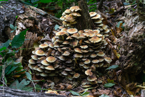 View of mushrooms and fallen leaves among dead tree trunks