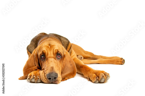 bloodhound in front of white