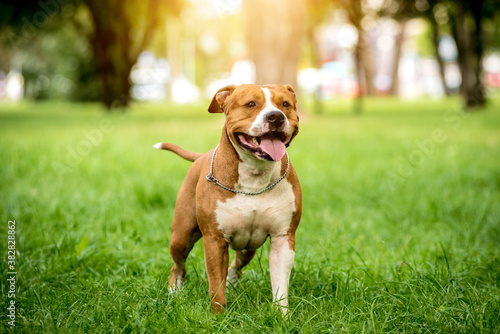 Portrait of cute american staffordshire terrier at the park.