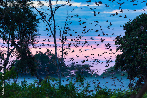 Straw-coloured fruit bat (Eidolon helvum), Bat migration, Kasanka National Park, Serenje, Zambia, Africa