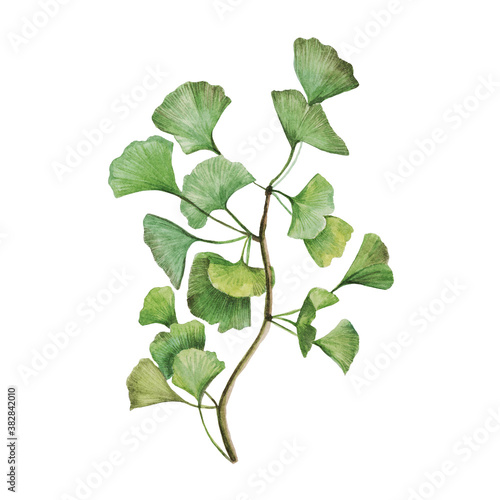 Ginkgo biloba leaves isolated on a white background. Watercolor drawing. For fabric, decor, background, Wallpaper, fashion, illustration, design.