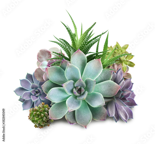 Collection of different beautiful succulents on white background