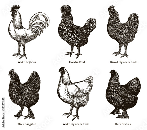 Group of chickens from different breeds with names, after antique illustrations from early 20th century