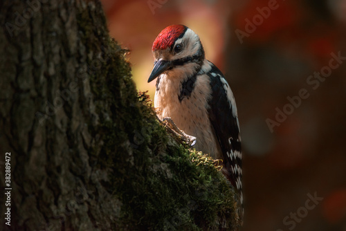 Great spotted woodpecker in autumn in the park