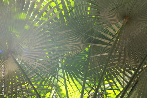 Large green fan leaf tropical plant 