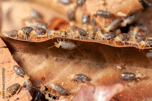 Termites on leave macrophotography