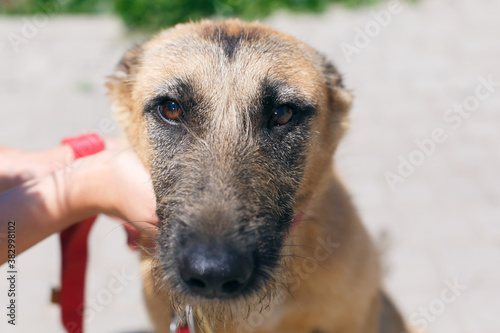 Volunteer caressing stray sad dog in shelter, adoption concept