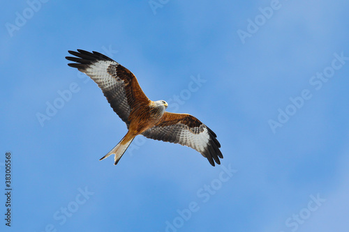 Red Kite (Milvus milvus), Hesse, Germany