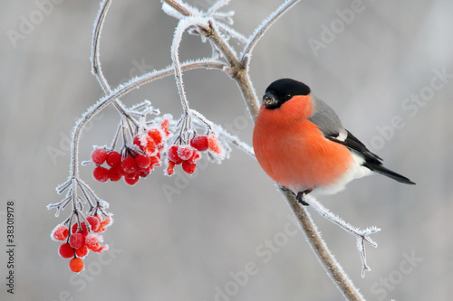 Bullfinch bird in winter, bright red bird on frosty branch with berries Pyrrhula pyrrhula