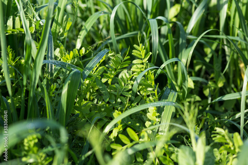 Vetch and oats as cover crops. Green manure crops.