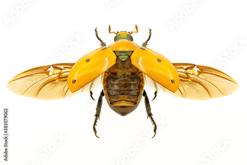 Grapevine beetle on white background