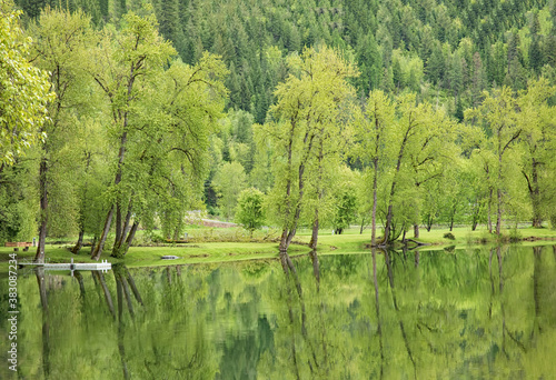 Original landscape photograph of the reflections of cottonwood trees with bright green new growth in a glassy river in the spring