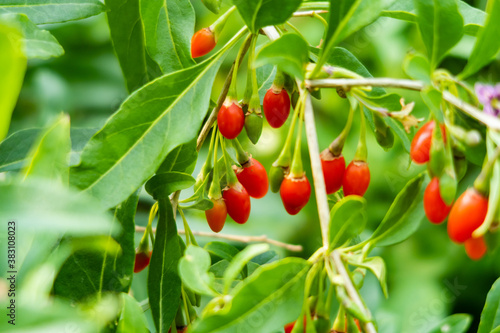 View of goji berries growing on a branch