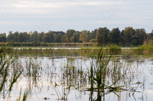 Widok na zarośnięty staw rybny, lęgowisko ptaków wodnych, krajobraz dzikiej przyrody