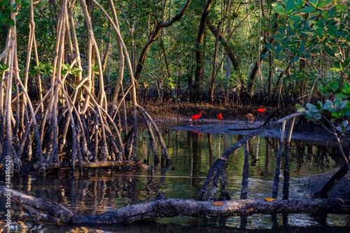 mangrove