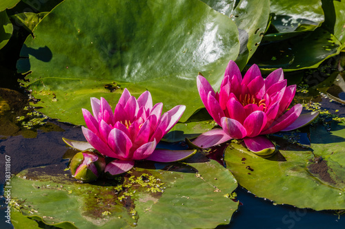 Lilia wodna Nymphaea cudownie kwitnie na wodzie - kolorowy wodny kwiat pod ochroną