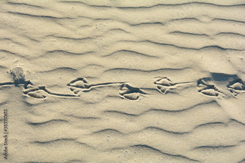 Footprints of seagulls in the sand