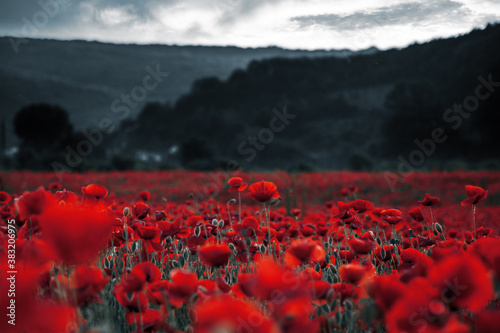 red poppies in the field. background imagery for remembrance or armistice day on 11 of november. dark clouds on the sky. selective color