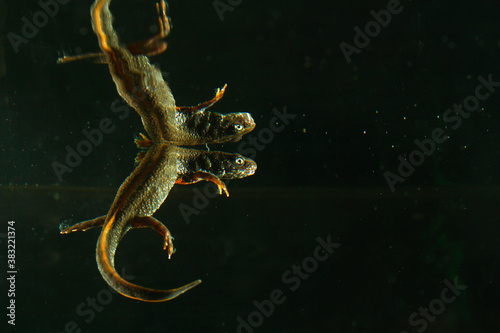 Danube crested newt, Triturus dobrogicus in black water with reflection