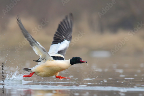 Common merganser or goosander. Bird in flight, flying birds. Mergus merganser