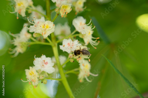 honey bee at work