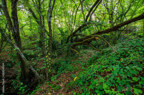 Lush temperate forest