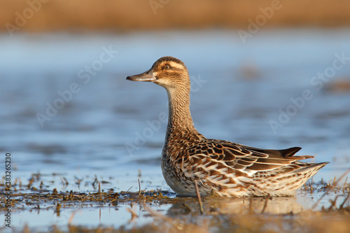 Garganey. Bird in breeding plumage. Female. Spatula querquedula