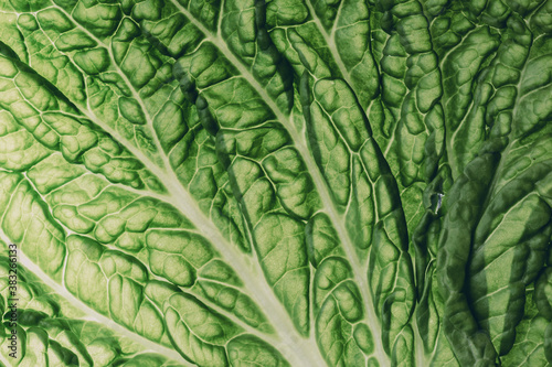 fresh chinese cabbage or napa cabbage texture, macro shot