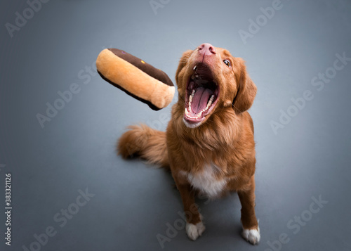 Dog catching donut