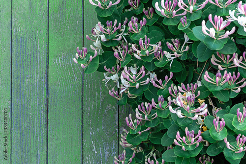 Perfoliate Honeysuckle (Lonicera caprifolium) blooming wood-stemmed climber by wooden wall