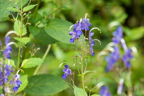 野草は目立たず地味ですが、どの花も瀟洒で可愛いものです。こちらは「かりがねそう」