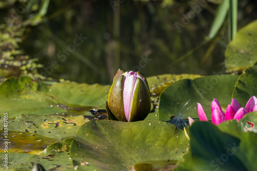 Lilia wodna Nymphaea cudownie kwitnie na wodzie