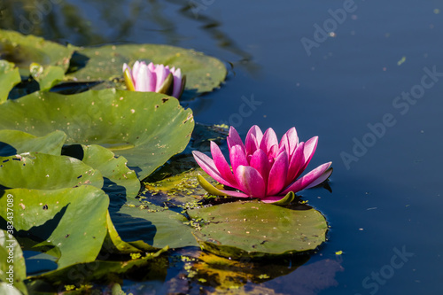 Lilia wodna Nymphaea cudownie kwitnie na wodzie