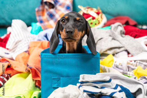 Funny dachshund puppy sits in cloth storage box and winks, clothes scattered around. Naughty playful baby dog interferes with cleaning or packing stuff, front view.