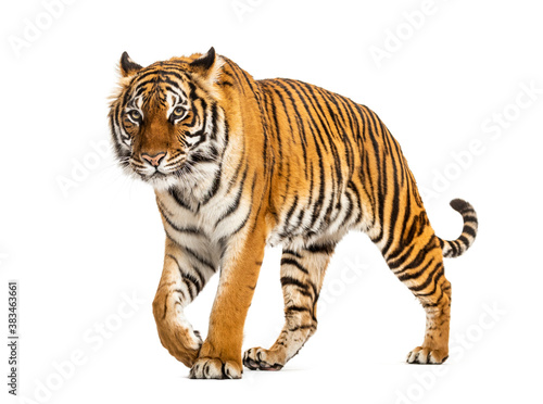 Tiger prowling and approaching, isolated