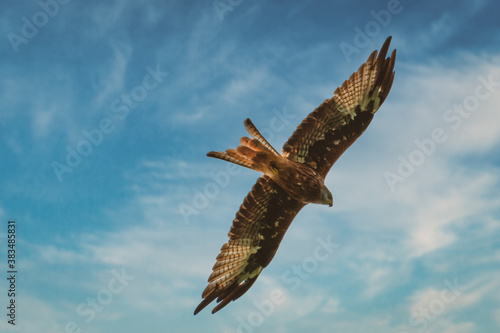 Eagle in flight. Vulture in flight