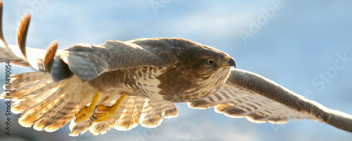 Common buzzard. Bird of prey in flight, flying bird. Buteo buteo