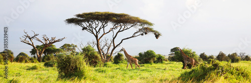 Masai Giraffe, Massai-Giraffe in Amboseli National Park, Kenya, Africa.