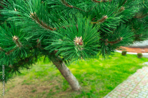 A branch with long green needles of a coniferous tree.