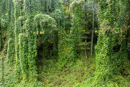 Kudzu vines, Pueraria montana, covering trees and a hillside in North Carolina.