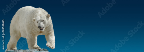 Banner with big polar bear standing at small iceberg chunk in gradient blue sky background with copy space, closeup, details.